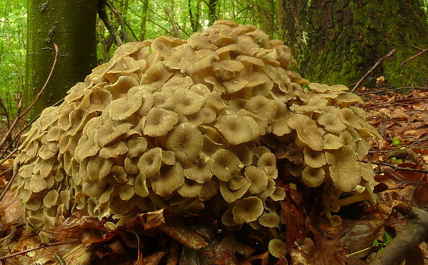 trúdnik klobúčkatý Polyporus umbellatus (Pers.) Fr.