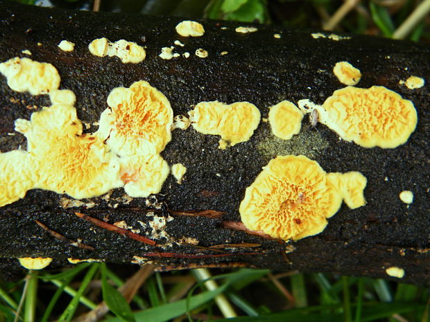 vrásnička zlatistá Pseudomerulius aureus (Fr.) Jülich