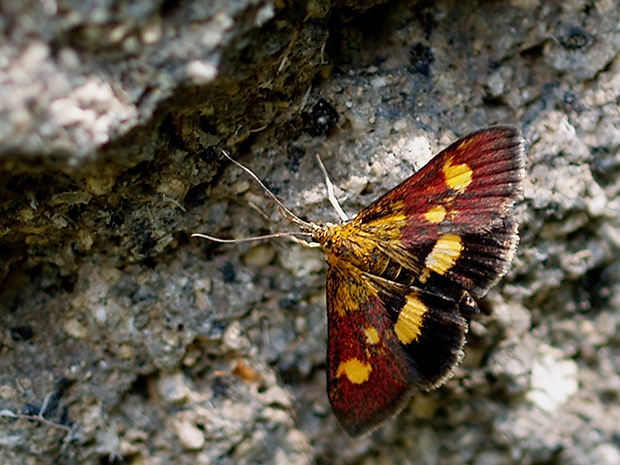 vijačka Pyrausta aurata