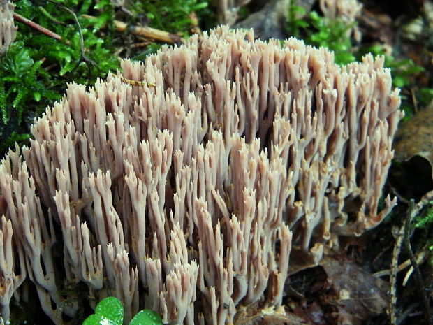 strapačka Ramaria sp.