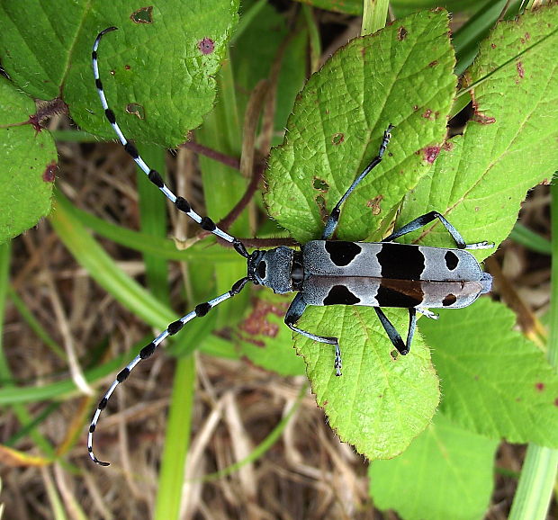 fuzáč alpský  Rosalia alpina