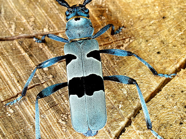 fuzáč alpský Rosalia alpina