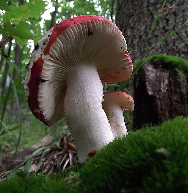 plávka Russula sp.