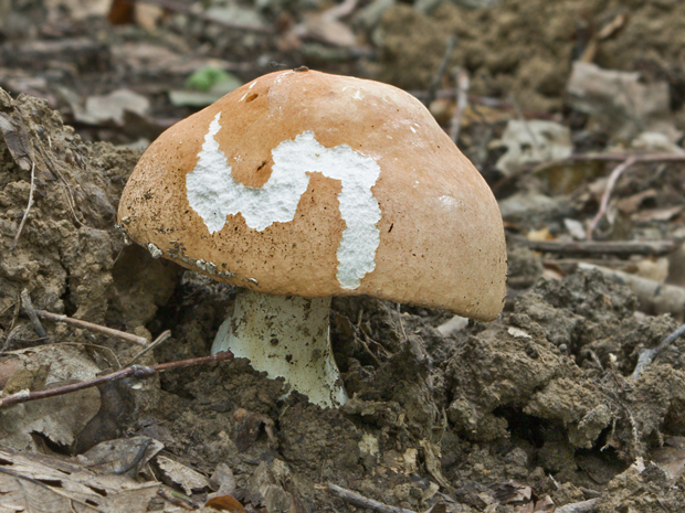 plávka Russula sp.