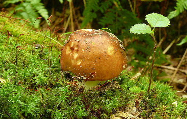 plávka Russula sp.