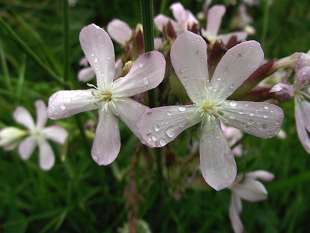 mydlica lekárska Saponaria officinalis L.