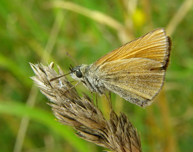 súmračnik čiarkový Thymelicus lineola