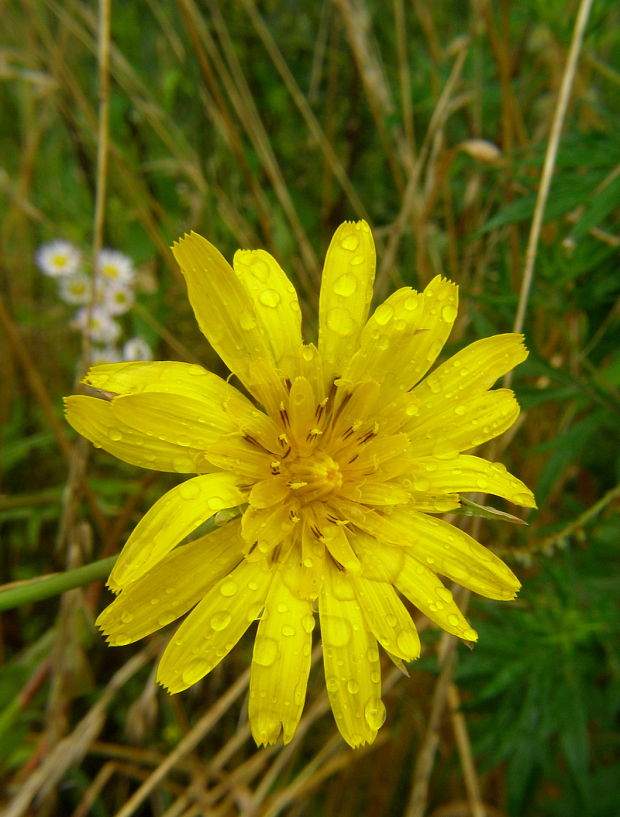 kozobrada lúčna Tragopogon pratensis L.