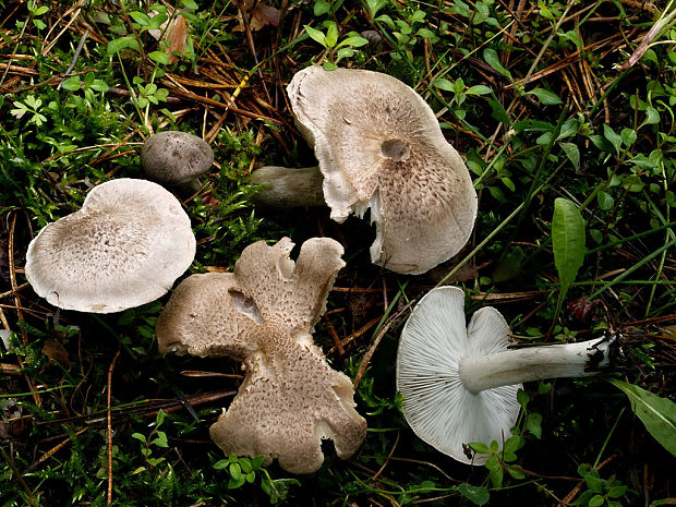 čírovka postriebrená Tricholoma cf. argyraceum (Bull.ex St-Am.) Gill.