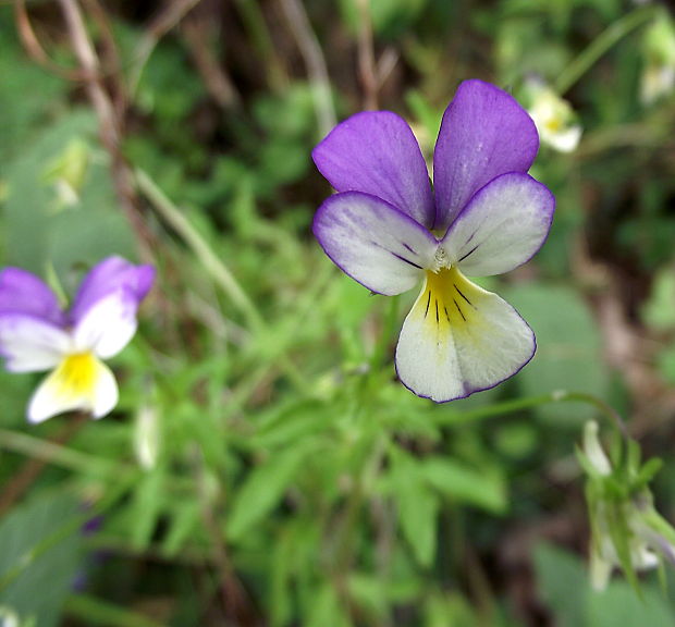 fialka trojfarebná Viola tricolor L. emend. F. W. Schmidt