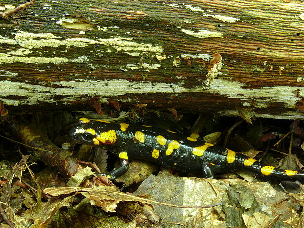 salamandra škvrnitá