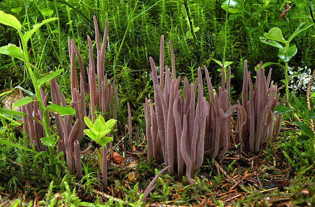 pakyjačik purpurový Alloclavaria purpurea (O.F. Müll.) Dentinger & D.J. McLaughlin