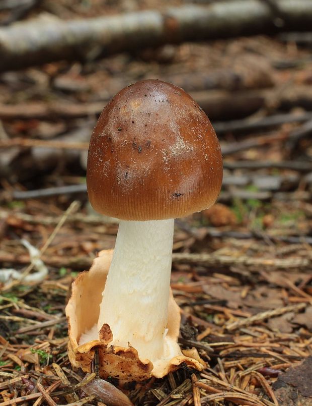 muchotrávka plavohnedá Amanita fulva Fr.