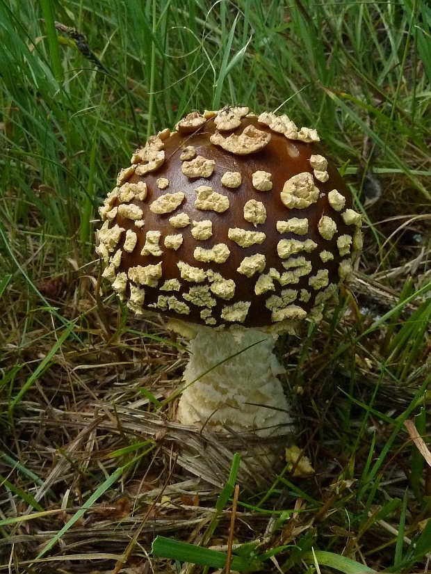 muchotrávka kráľovská Amanita regalis (Fr.) Michael