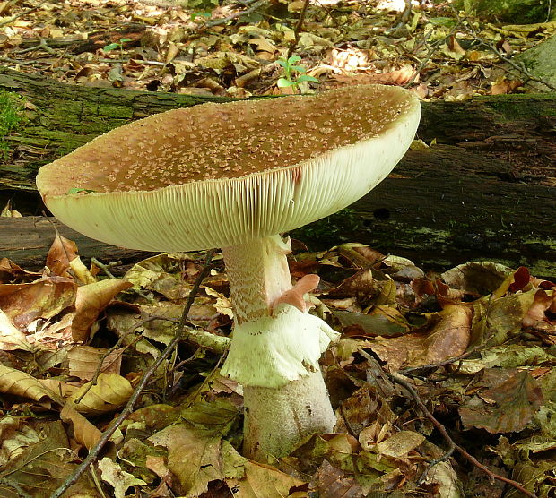 muchotrávka červenkastá Amanita rubescens Pers.