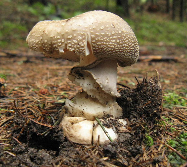 muchotrávka Amanita sp.