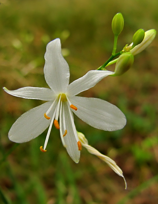 jagavka konáristá  Anthericum ramosum L.