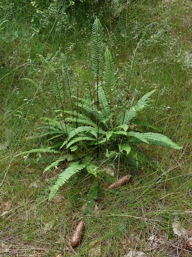 rebrovka rôznolistá Blechnum spicant (L.) Roth