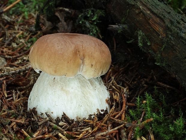 hríb smrekový Boletus edulis Bull.