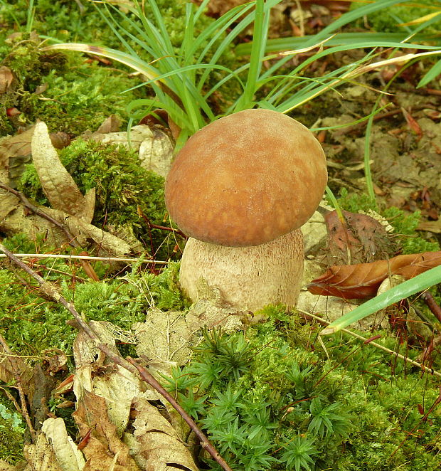 hríb dubový Boletus reticulatus Schaeff.