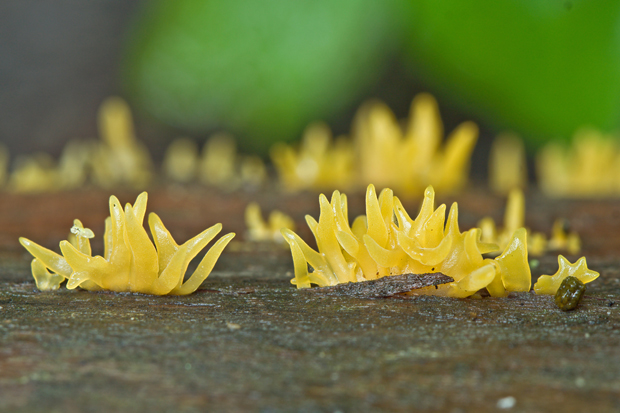 parôžkovec malý Calocera cf. cornea (Fr.) Loud.