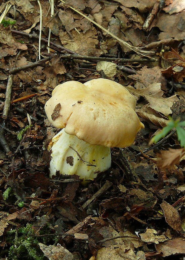 kuriatko jedlé Cantharellus cibarius Fr.