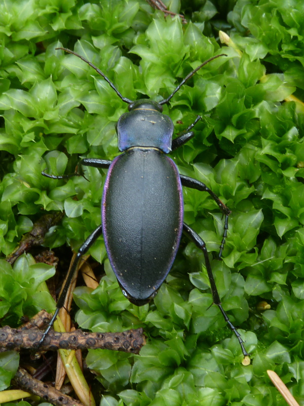 bystruška fialová Carabus violaceus