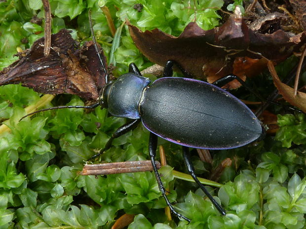 bystruška fialová Carabus violaceus