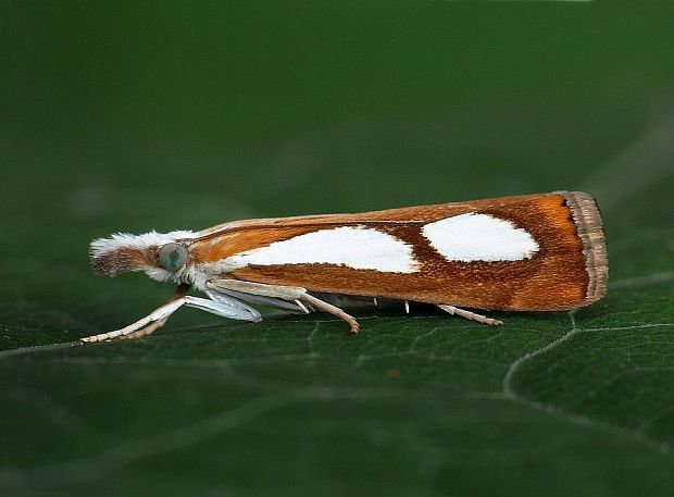 trávovec metlicový Catoptria pinella Linnaeus, 1758