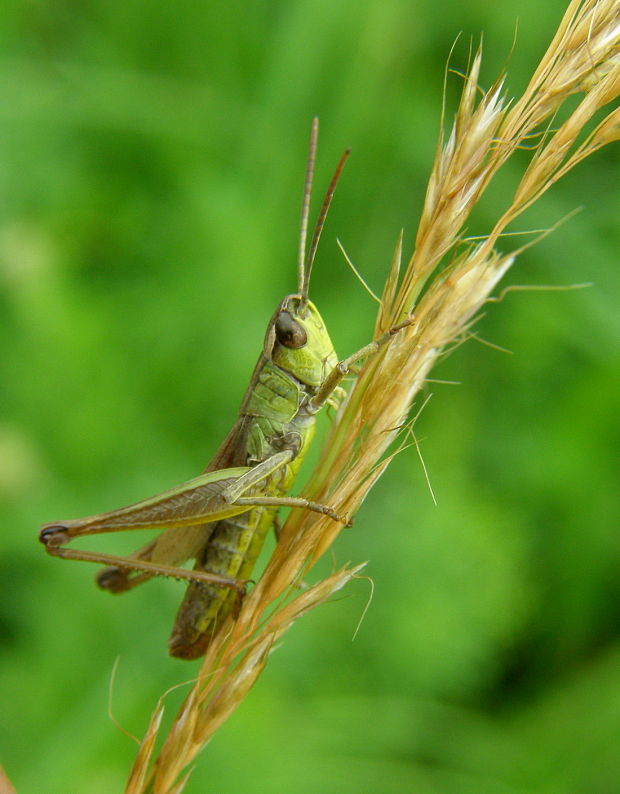 koník lúčny Chorthippus montanus