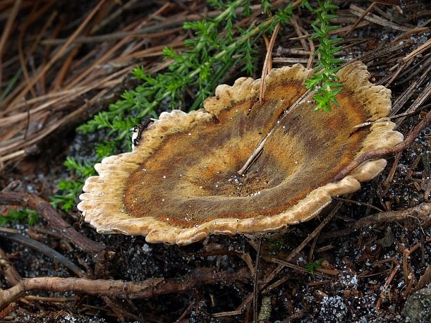 kožovník pásikavý Coltricia perennis (L.) Murrill