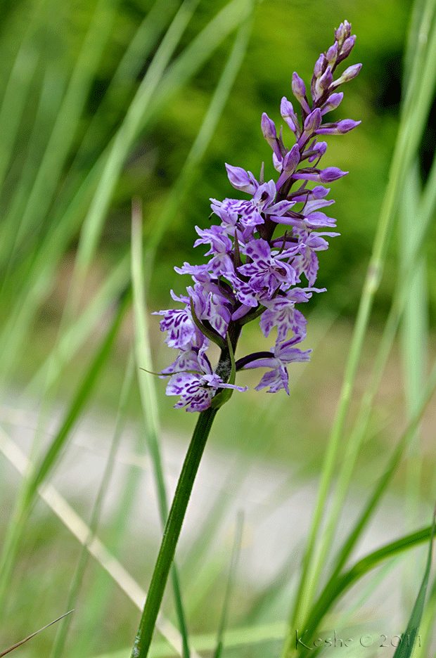 vstavačovec fuchsov pravý Dactylorhiza fuchsii subsp. fuchsii (Druce) Soó