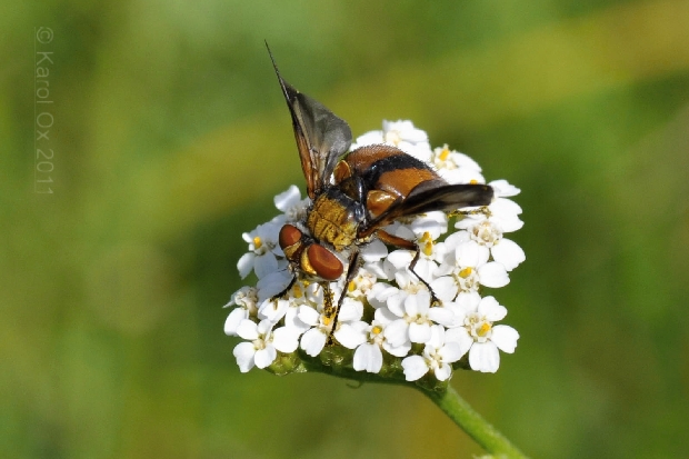 bystruša plochá Ectophasia crassipennis