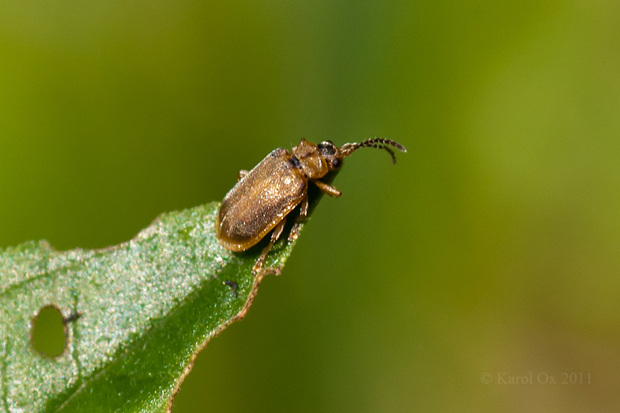 liskavka Galerucella cf. pusilla