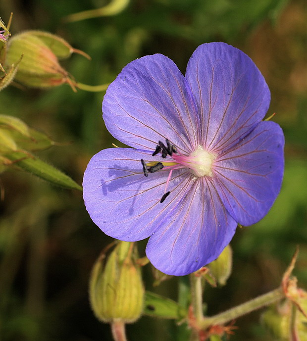 pakost lúčny Geranium pratense L.