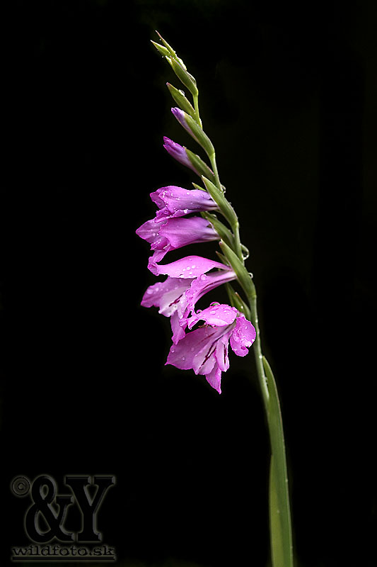 mečík škridlicovitý Gladiolus imbricatus L.