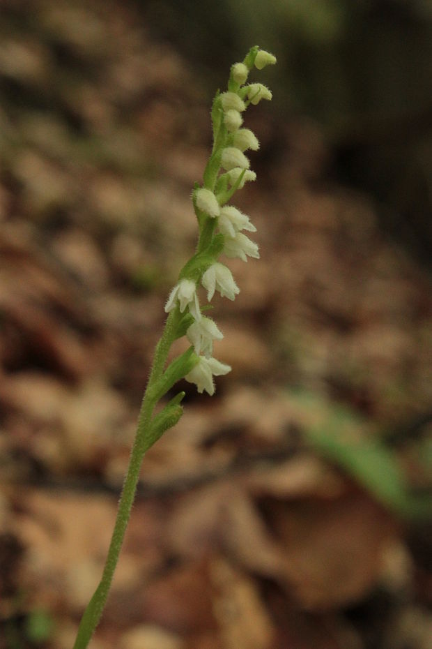 smrečinovec plazivý Goodyera repens (L.) R. Br.