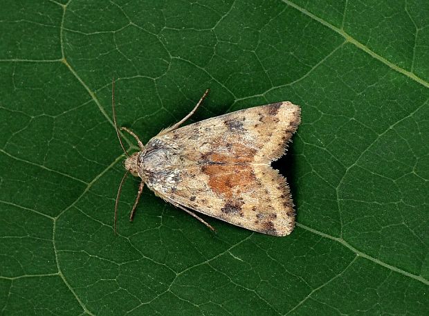 sivkavec chrastavcový Heliothis maritima Graslin, 1855