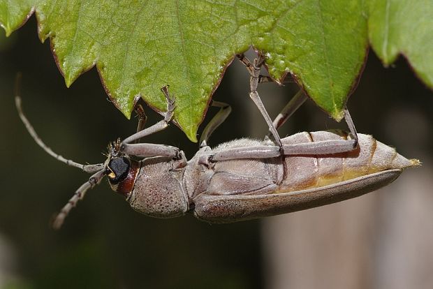 fuzáč Hesperophanes sericeus