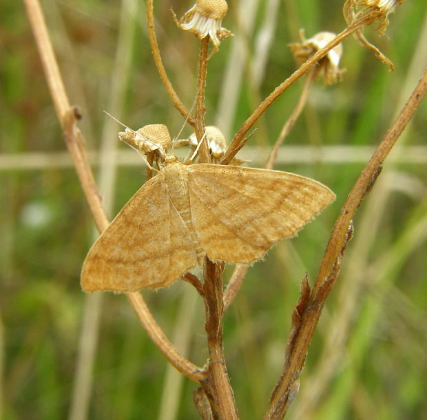 piadica okrova Idaea ochrata