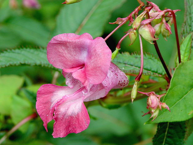 netýkavka žliazkatá Impatiens glandulifera Royle