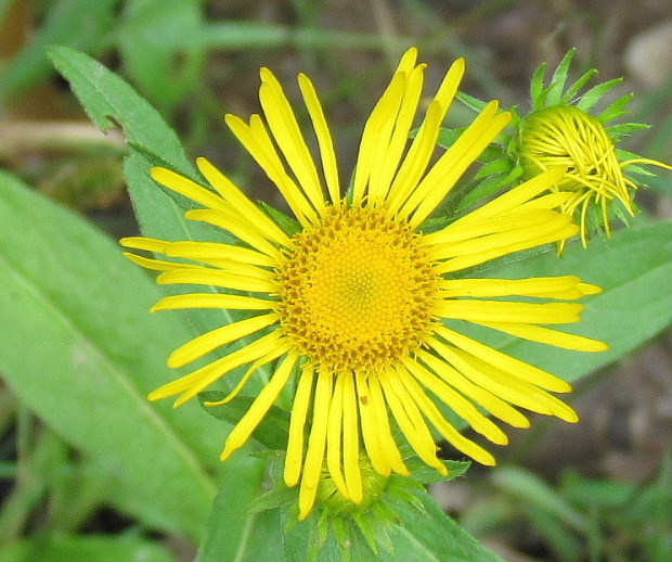 oman Inula sp.