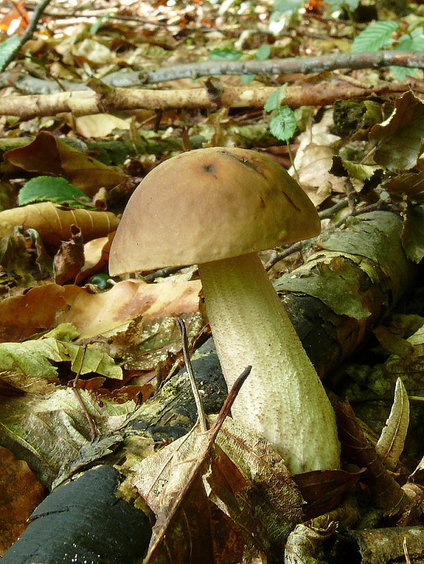 kozák hrabový Leccinum pseudoscabrum (Kallenb.) Šutara