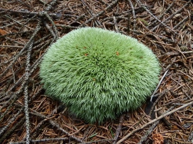 bielomach sivý Leucobryum glaucum (Hedw.) Angst.