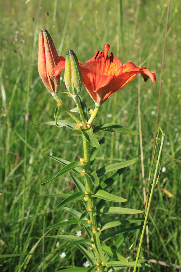 ľalia cibuľkonosná Lilium bulbiferum L.