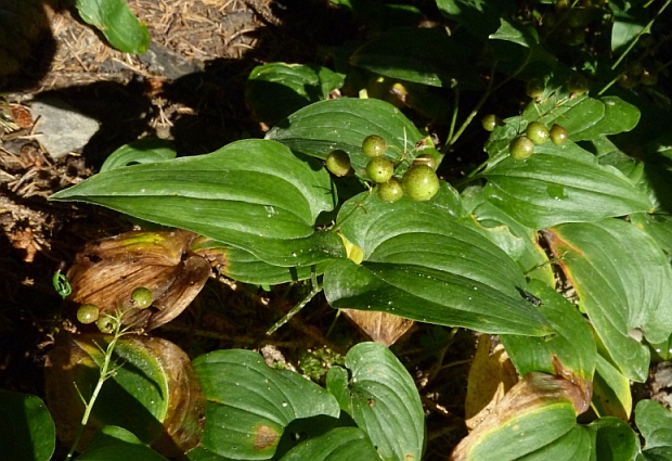 tôňovka dvojlistá Maianthemum bifolium (L.) F. W. Schmidt