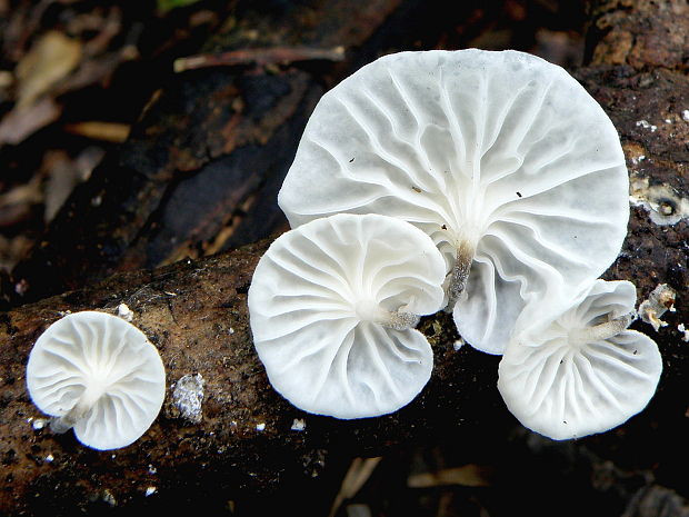 tancuľka biela Marasmiellus candidus (Bolton) Singer