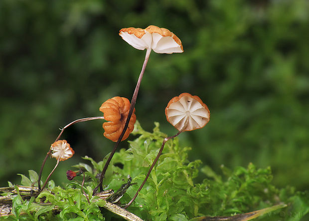 tanečnica travinná Marasmius graminum (Lib.) Berk.