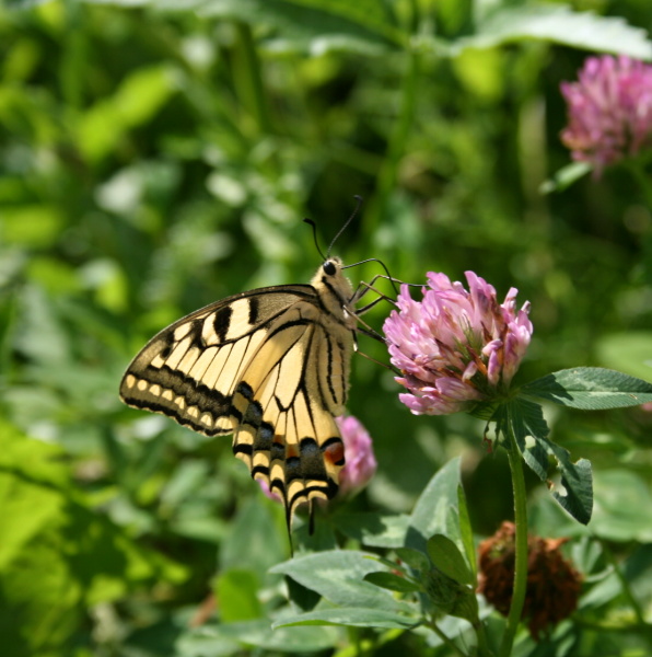 vidlochvost fenyklový Papilio machaon