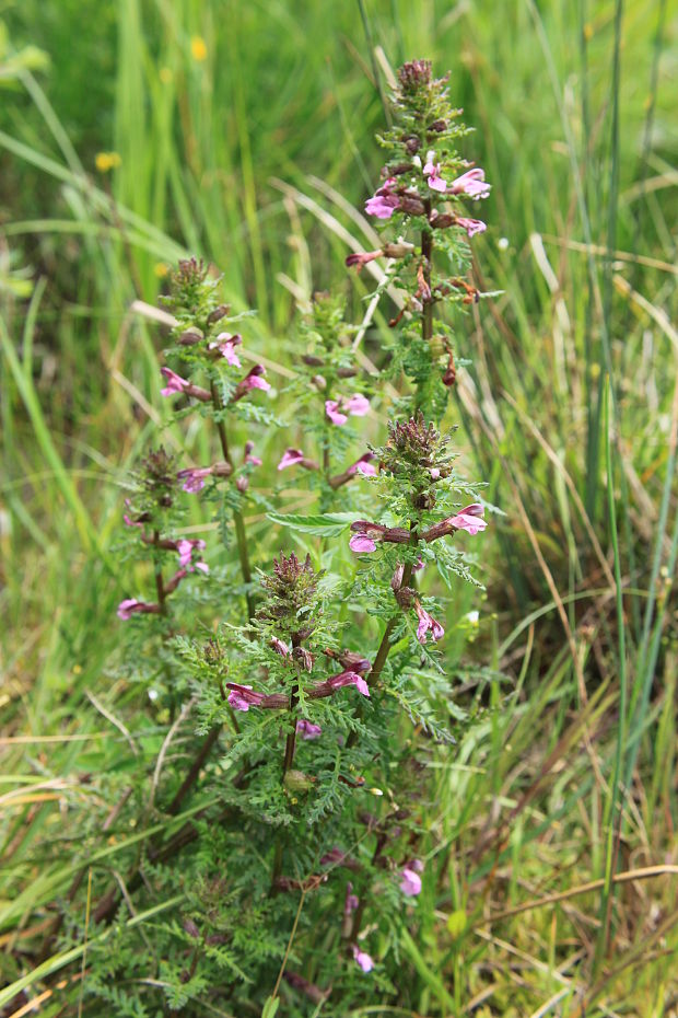 všivec močiarny Pedicularis palustris L.